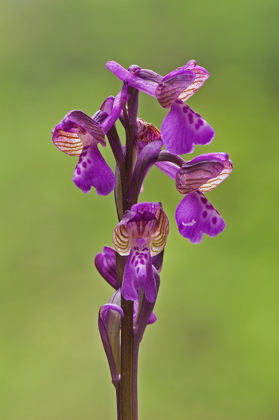 Orchis morio? (Anacamptis morio)